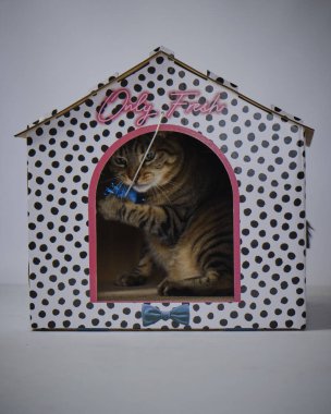 Mavi gözlü tekir kedi ve gri bir kutuda yatan pembe gözler.