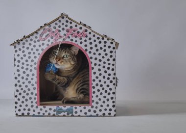 Mavi gözlü sevimli yavru kedi