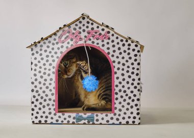 Noel ağacı ve beyaz bir arka planda noel balosu olan küçük sevimli bir kedi yavrusu.