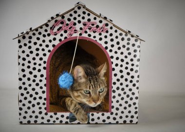 Tekir kedicik turuncu bir duvarın önünde oyuncakla oynuyor.