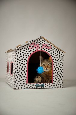 Mavi gözlü komik kedi yavrusu ve kalp şeklinde pembe çizgili katlı ev..