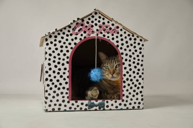 Kırmızı bir evde kedi yavrusu