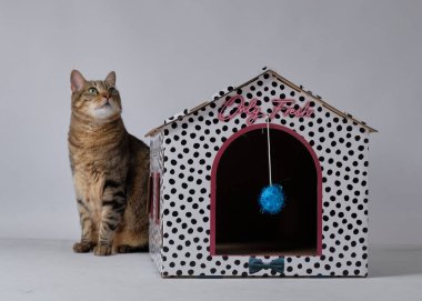 kedi ve Paskalya süslemeleri