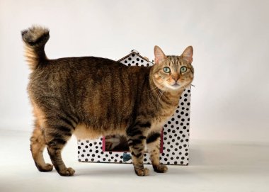 beyaz zemin üzerine oturan kedi