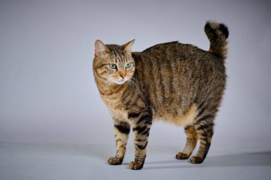 Beyaz arka planda poz veren Avrupalı sıradan kedi