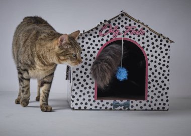 Güzel maine rakunu, siyah bir evde oyuncağı olan kedi yavrusu..