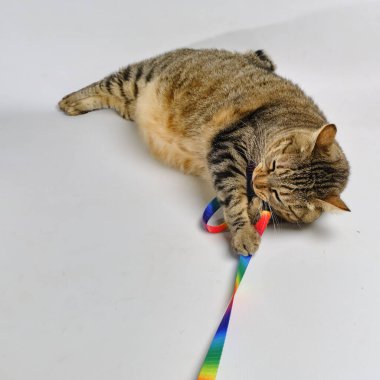 Renkli gökkuşağı renkli çizgili kedi