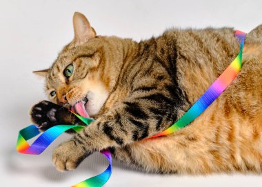 Gökkuşağı renginde şirin bir kedi