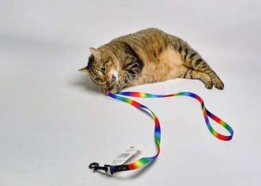 Renkli oyuncaklı kedi