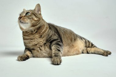 Gri arka planda sevimli tekir kedi.