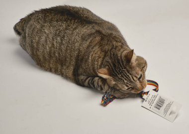 Oyuncak ile sevimli İngiliz kedisi