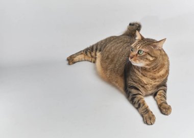 Beyaz arka planda sevimli ev kedisi