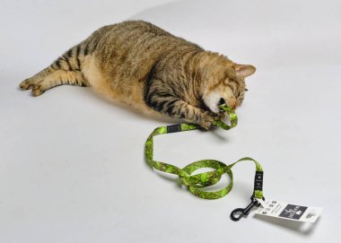 mezuralı kedi