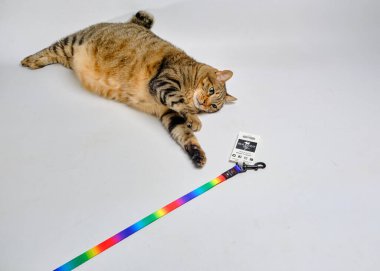 Kedi yerde yatıyor ve bir kedi..