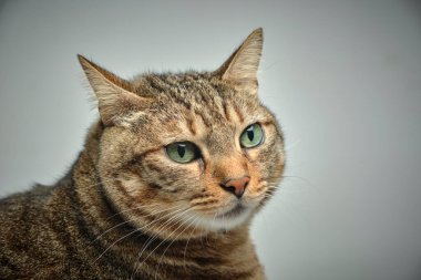 Kedi gri arka plana bakıyor.