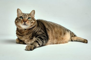 Tekir kedi oturuyor ve bakıyor.