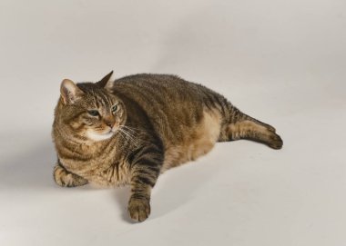 Beyaz arka planda güzel bir evcil kedi.