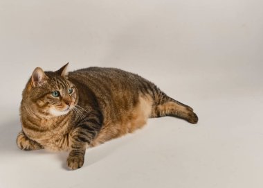 Kedi oturuyor ve beyaz bir arka planda izole bir şekilde yukarı bakıyor.