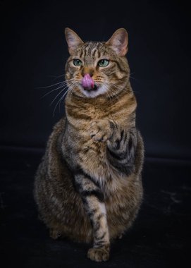 Kedi karanlık odada patisini yalıyor..