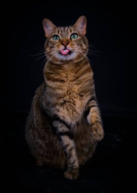 Siyah arka planda bir kedinin portresi