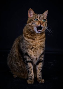 Koyu arkaplanda büyük turuncu gözlü bir tekir kedi.