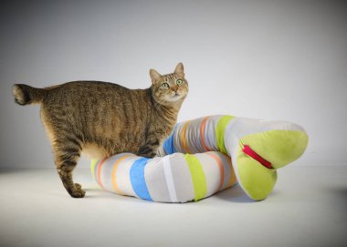 Beyaz arka planda renkli oyuncaklarla oynayan sevimli kedi.