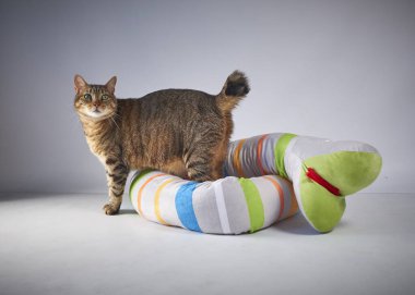 Beyaz arka plandaki kedi