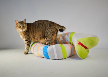 Renkli oyuncaklı kedi