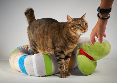 Yeşil oyuncağı olan güzel bir kedi.