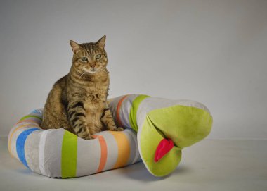 Yeşil sepetteki sevimli tekir kedi..