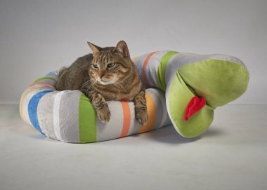 beyaz arkaplandaki kedi