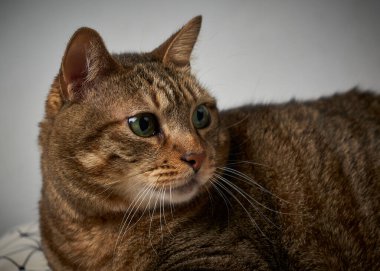 Şirin bir kedinin portresi