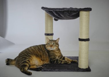 Siyah arka planda beyaz gözlü bir kedi..