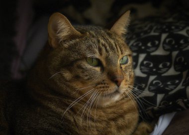 Şirin bir kedinin portresi