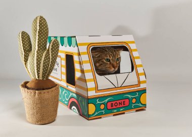 Evin içinde oyuncak bir arabayla karton bir kutunun içinde oturan sevimli kedi.