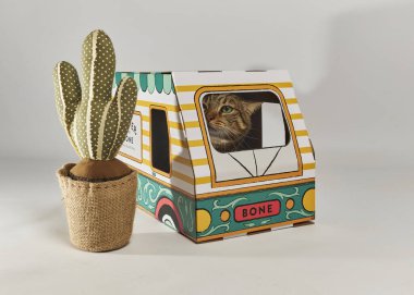 Karton kutuda oyuncağı olan sevimli bir kedi yavrusu.