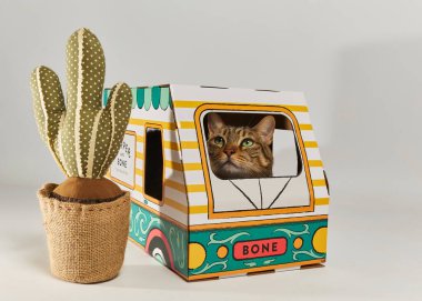 Karton kutuda sevimli bir kedi.