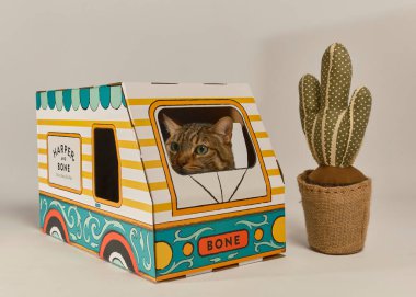 Beyaz arka planda kedisi olan karton bir kutunun içindeki kedi. Penceresi olan odada bir kedi