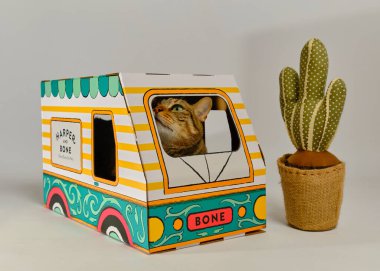 Beyaz arka planda karton bir kutuda kedi