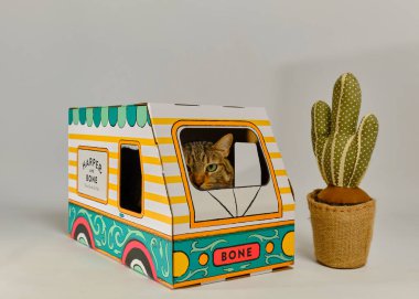 Karton kutuda sevimli bir kedi. ev kedisi