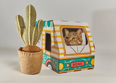 bir karton kutu içinde kedi