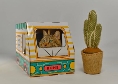 Beyaz arka planda kedisi olan kutudaki kedi