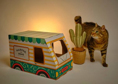 Siyah arka planda bir kutuda kedi. Mutlu yıllar konsepti, Sevgililer Günü.