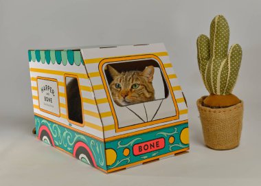 Karton kutuda kedi ve komik kedi.