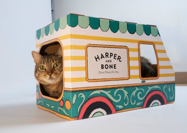 kutusunda sevimli kedi