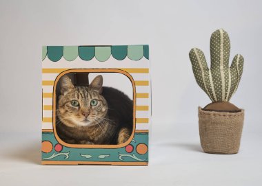 Yeşil gözlü kedi ve açık gri arka planda kahverengi karton.