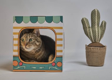 Karton kutuda kedi ve evin içinde komik bir kedi.