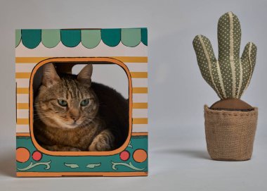 Hediye kutusundaki kedi. Evcil hayvan. Kutudaki kedi. kedi.