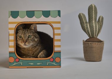 Karton kutudaki komik kedi. evcil hayvanlar.