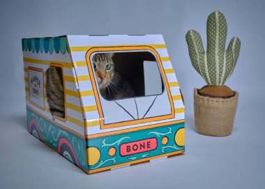 Beyaz arka planı olan sevimli bir kedi.